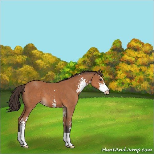 Horse Color:Bay Sabino Appaloosa 