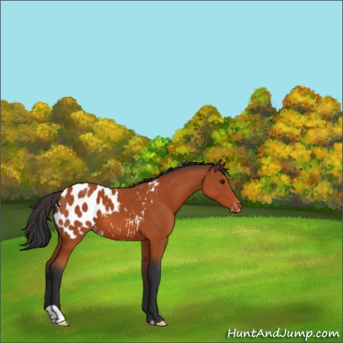 Horse Color:Brown Appaloosa 
