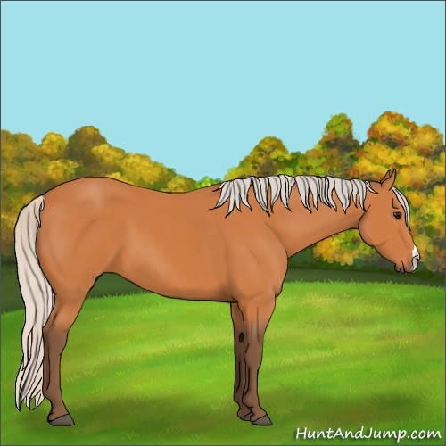Horse Color:Silver Bay