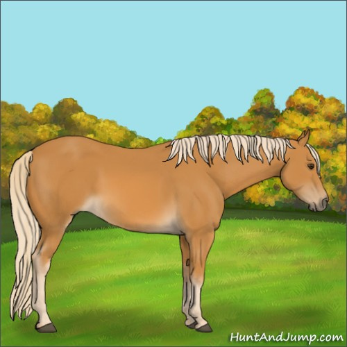 Horse Color:Palomino