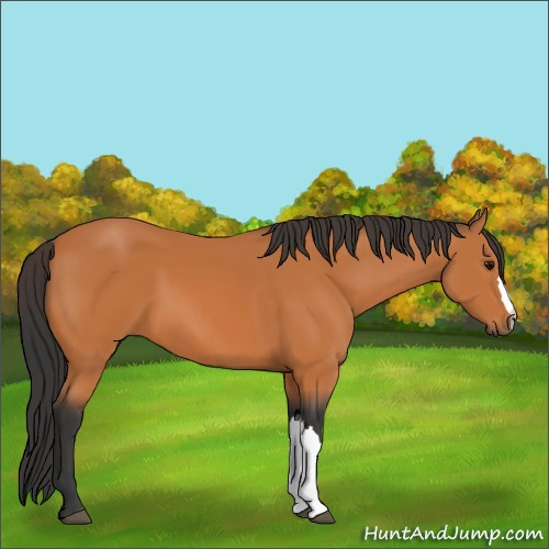 Horse Color:Bay 