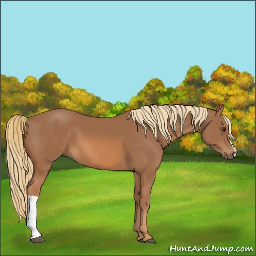 Horse Color:Chestnut 