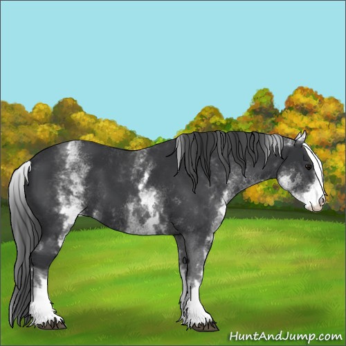Horse Color:White Spotted Black