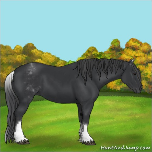 Horse Color:White Spotted Black 