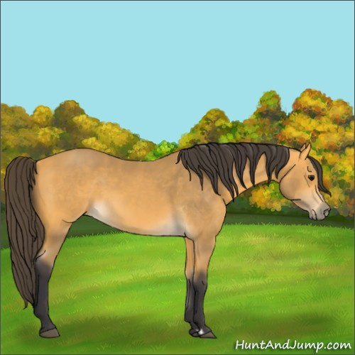 Horse Color:Buckskin 