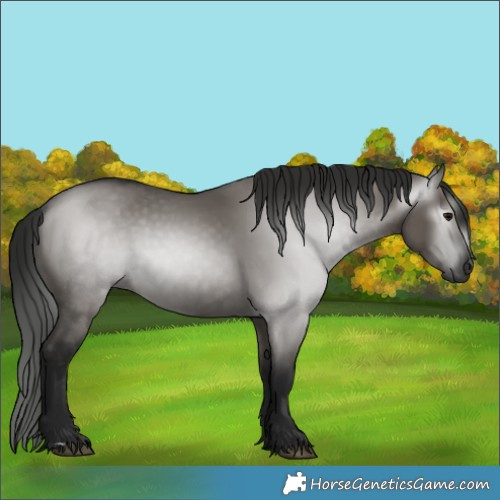 Horse Color:Gray Grullo