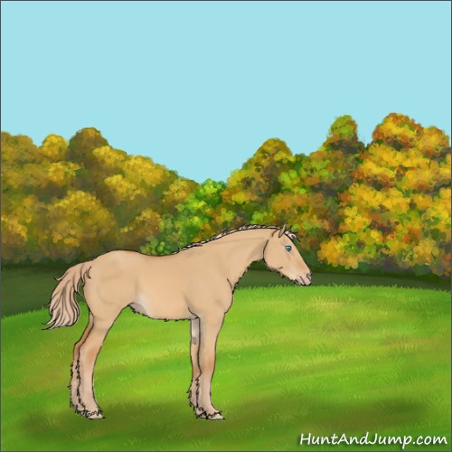 Horse Color:Gray Cremello Dun 