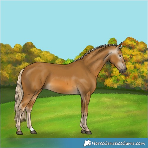 Horse Color:Gray Palomino 