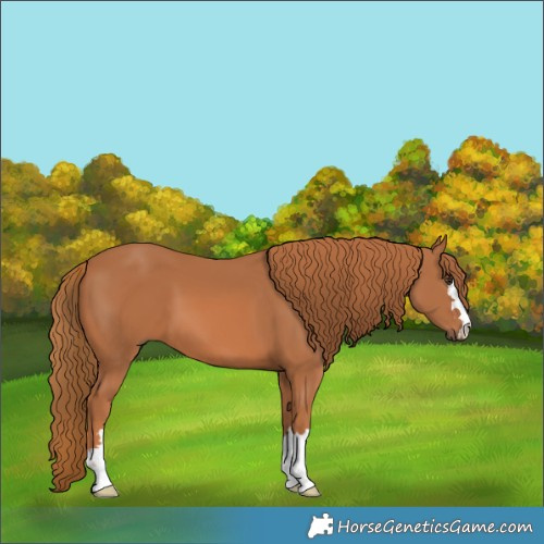 Horse Color:Chestnut 