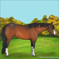 Horse Color:Bay 
