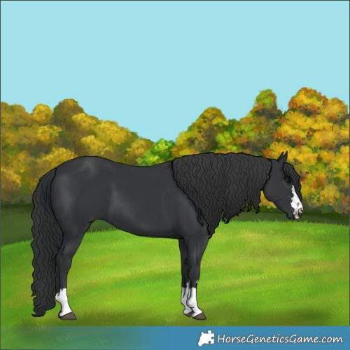 Horse Color:Black 
