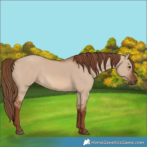 Horse Color:Red Dun Rabicano 