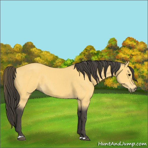 Horse Color:Buckskin