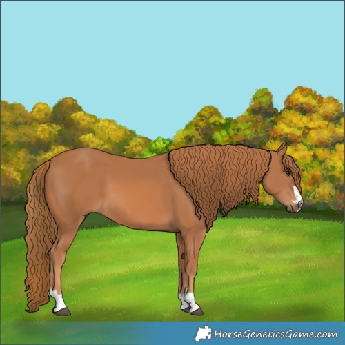 Horse Color:Chestnut 