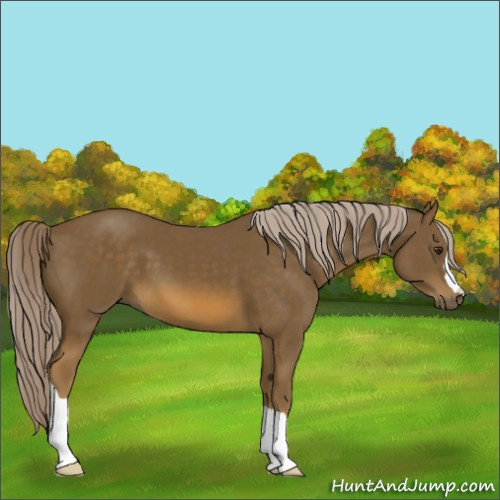 Horse Color:Chocolate Palomino 