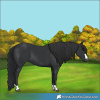 Horse Color:Black 