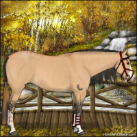 Horse Color:Red Dun  and Bay Dun 