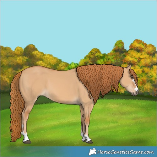 Horse Color:Red Dun