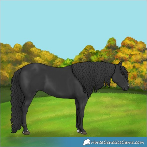 Horse Color:Black 