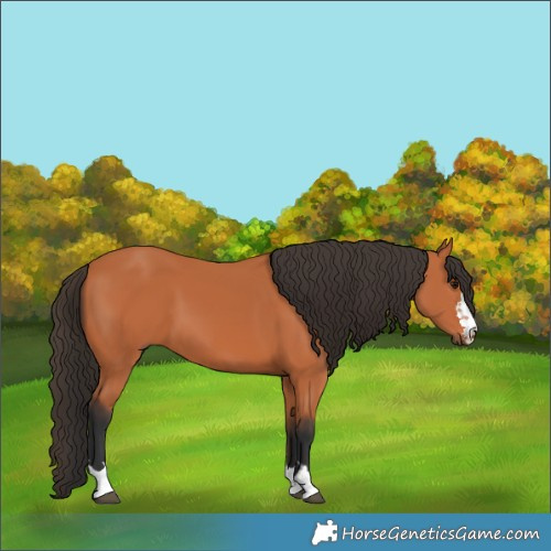 Horse Color:Bay 