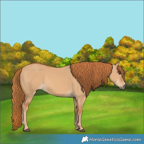 Horse Color:Red Dun 