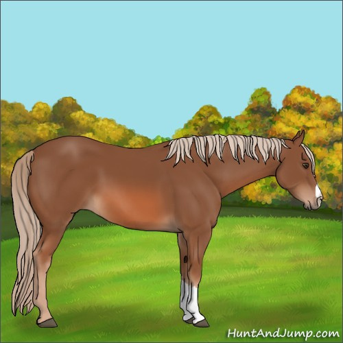 Horse Color:Chestnut 