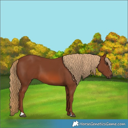 Horse Color:Chestnut 