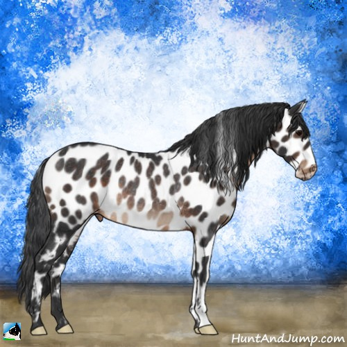 Horse Color:Brown Appaloosa Rabicano 