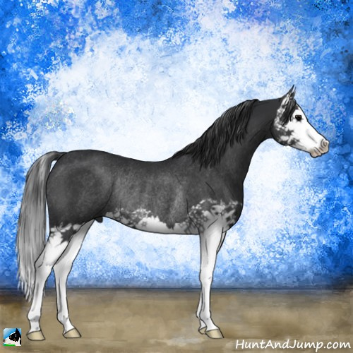 Horse Color:Black Splash Rabicano 