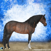 Horse Color:Brown Rabicano 