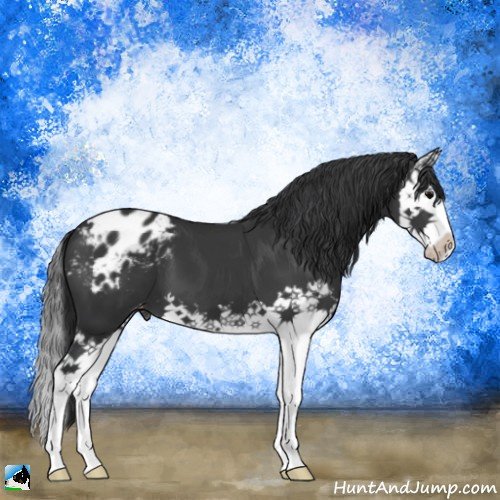 Horse Color:Black Splash Appaloosa 