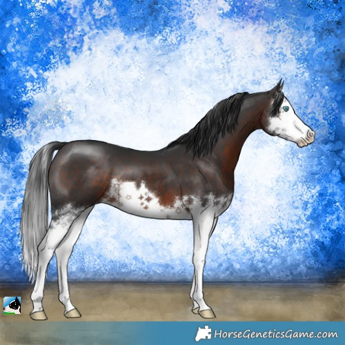 Horse Color:Brown Splash 
