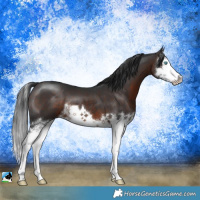 Horse Color:Brown Splash 