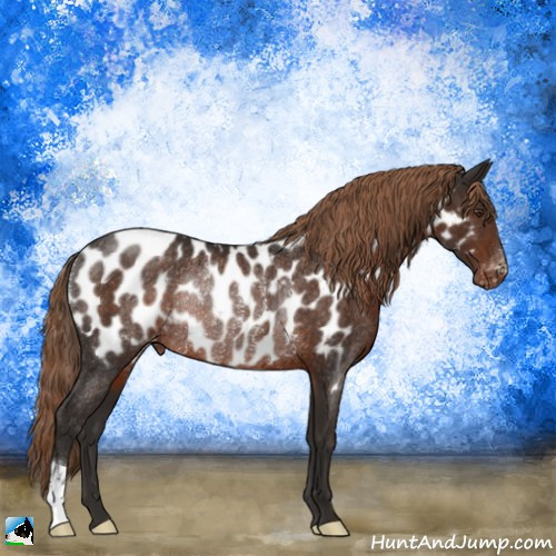 Horse Color:Liver Chestnut Appaloosa Rabicano 