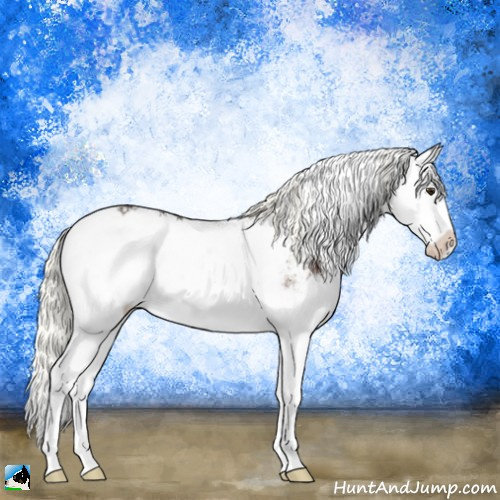 Horse Color:Liver Chestnut Mushroom Sabino Splash Appaloosa 