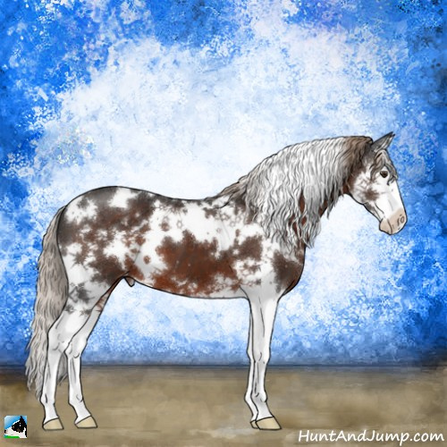 Horse Color:White Spotted Liver Chestnut Splash Appaloosa 