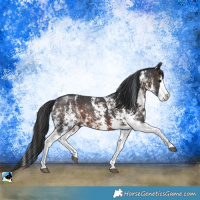 Horse Color:Brown Mushroom Sabino Splash