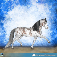 Horse Color:Brown Mushroom Sabino Splash 