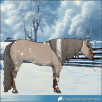 Horse Color:White Spotted Liver Red Dun Mushroom 