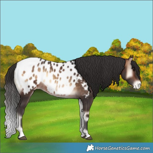 Horse Color:Bay Onyx Appaloosa 