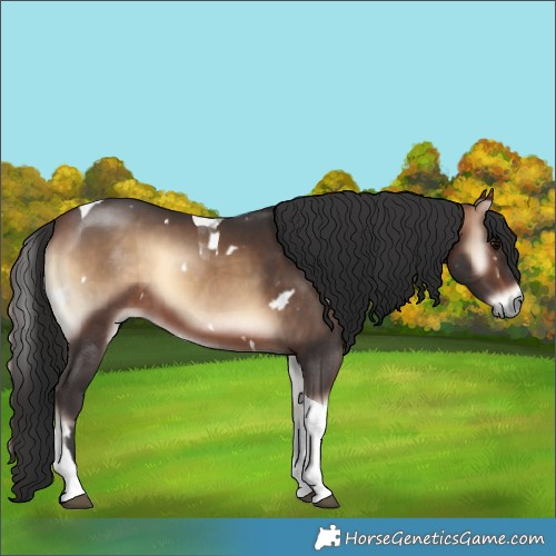 Horse Color:White Spotted Bay Onyx Tobiano 