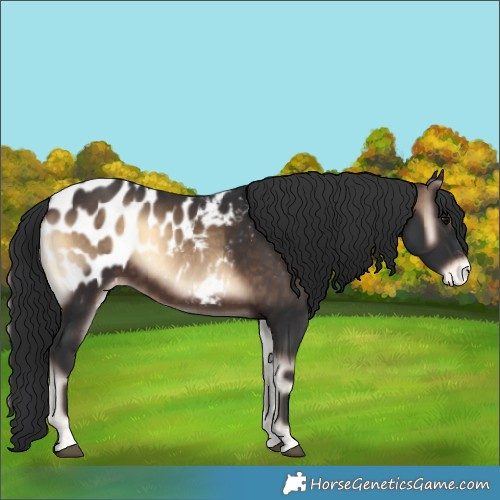 Horse Color:Brown Onyx Appaloosa 