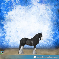 Horse Color:Brown Ice Sabino Rabicano 
