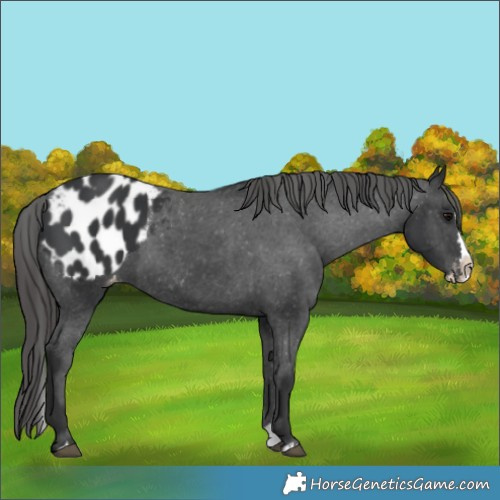 Horse Color:Black Splash Appaloosa 