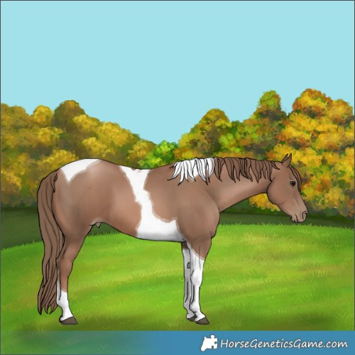 Horse Color:Black Pearl Tobiano 