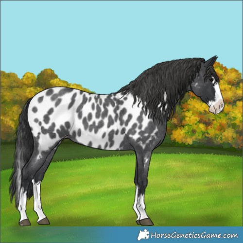 Horse Color:Blue Roan Splash Appaloosa
