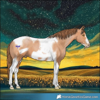 Horse Color:Bay Pearl Tobiano Frame 