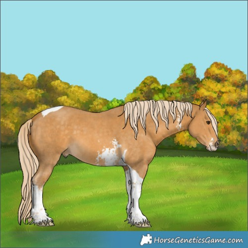 Horse Color:Palomino Sabino Tobiano 