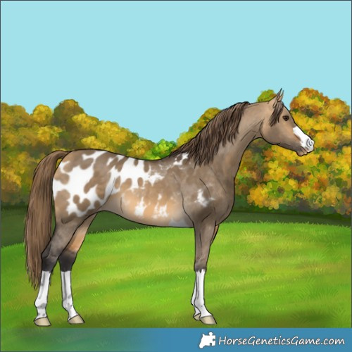 Horse Color:Buckskin Dun Appaloosa 