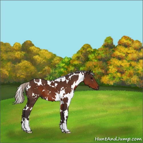Horse Color:White Spotted Silver Brown 